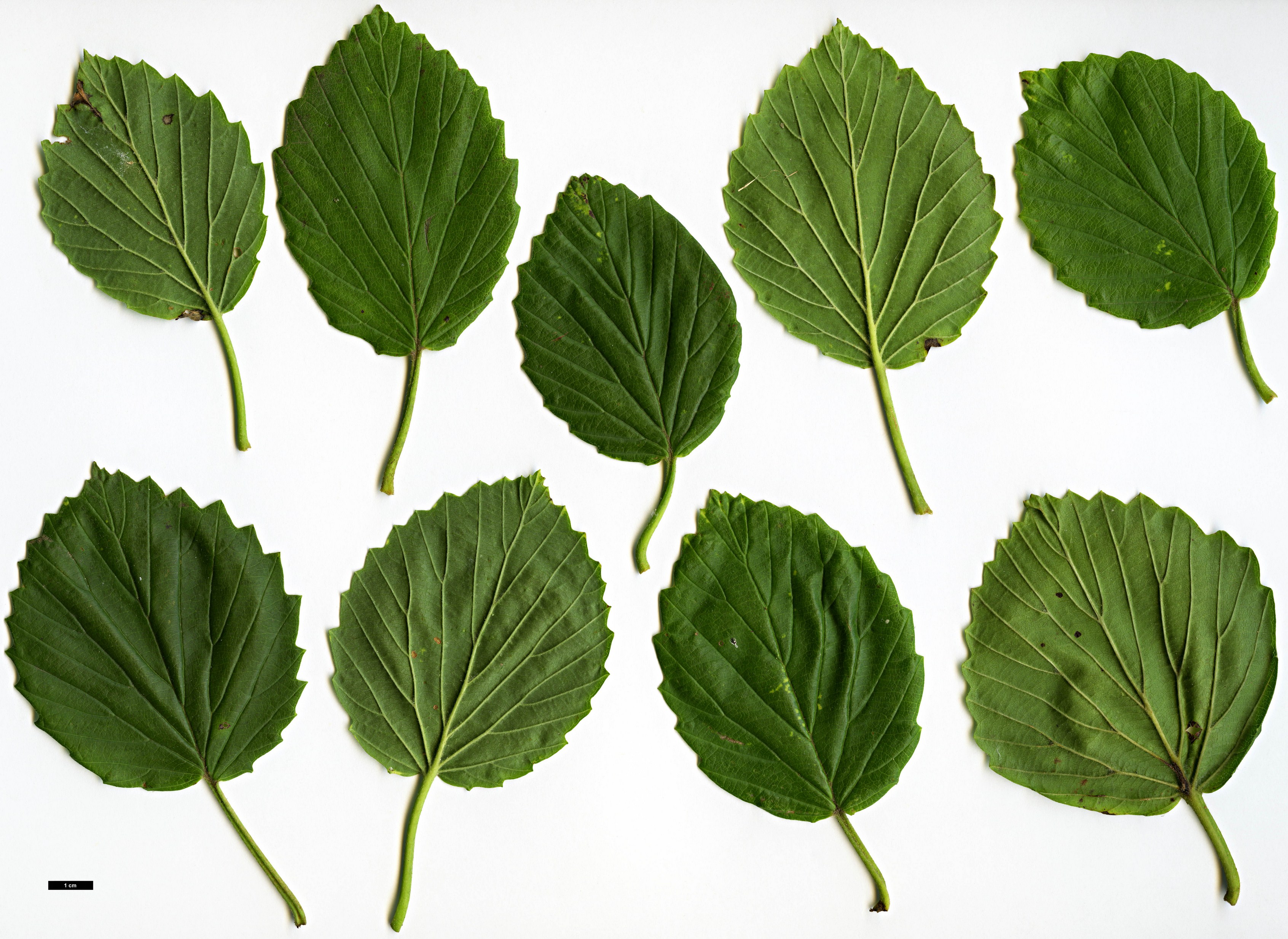 High resolution image: Family: Adoxaceae - Genus: Viburnum - Taxon: dentatum - SpeciesSub: var. pubescens